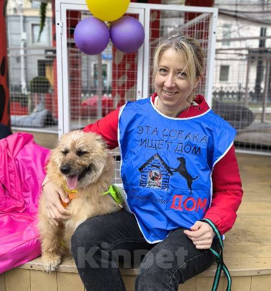 Собаки в Москве: Кэрри Девочка, Бесплатно - фото 1