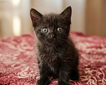 Кошки в Калуге: Котенок Мальчик, Бесплатно - фото 1