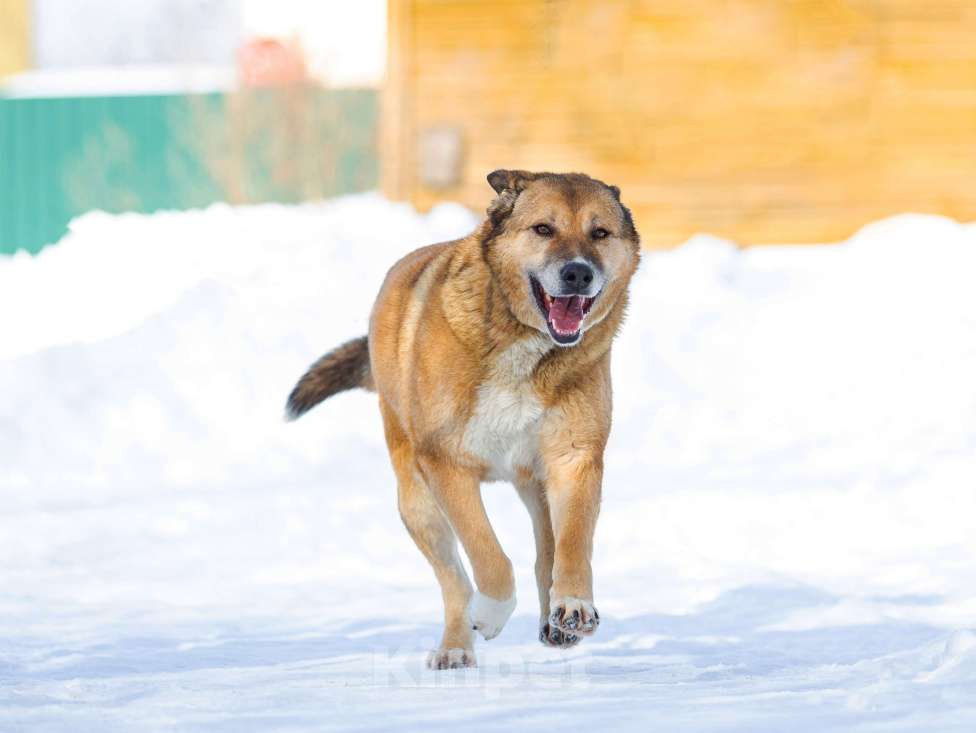 Собаки в других городах Московской области: Буся - путешественница Девочка, 1 руб. - фото 7
