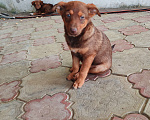 Собаки в Краснодаре: Отдам в добрые руки милого щенка  Мальчик, Бесплатно - фото 3
