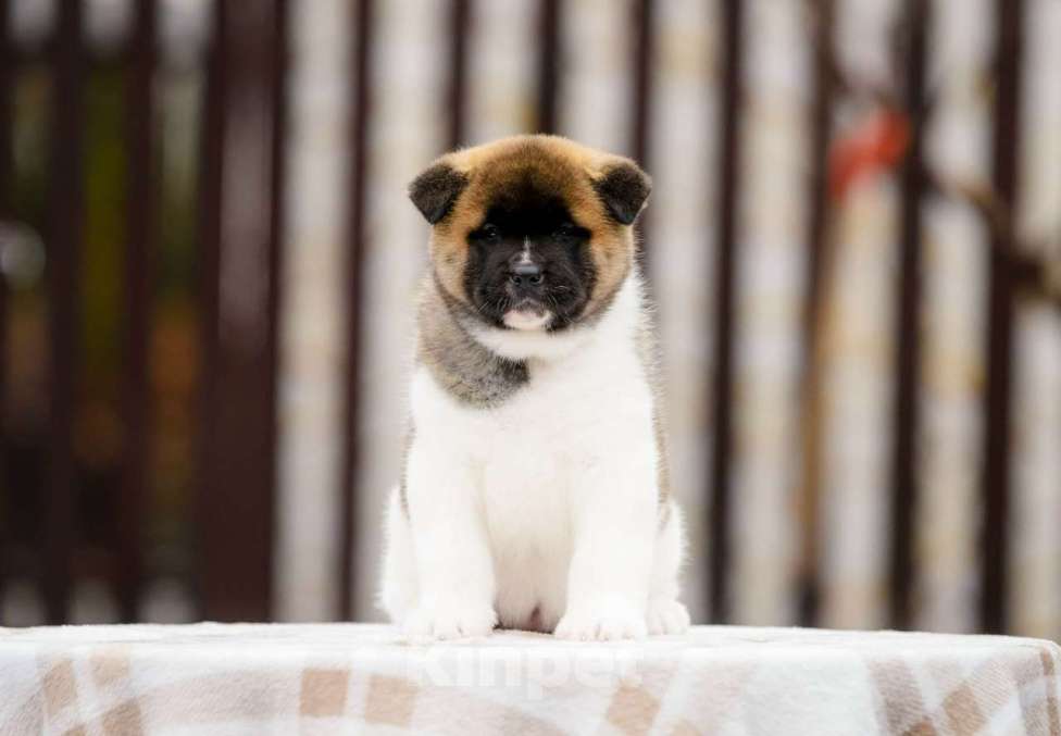 Собаки в Старом Осколе: АМЕРИКАНСКАЯ АКИТА Девочка, 50 000 руб. - фото 1