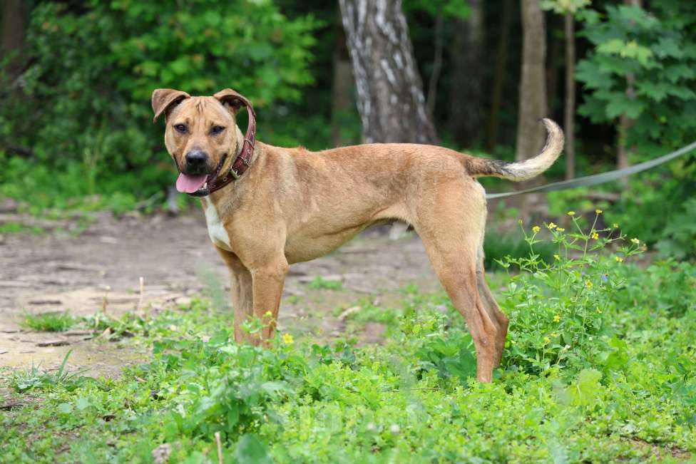 Собаки в других городах Московской области: Вандам Мальчик, Бесплатно - фото 3