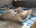 Кошки в Уфе: котята в добрые руки Разнополые, Бесплатно - фото 3