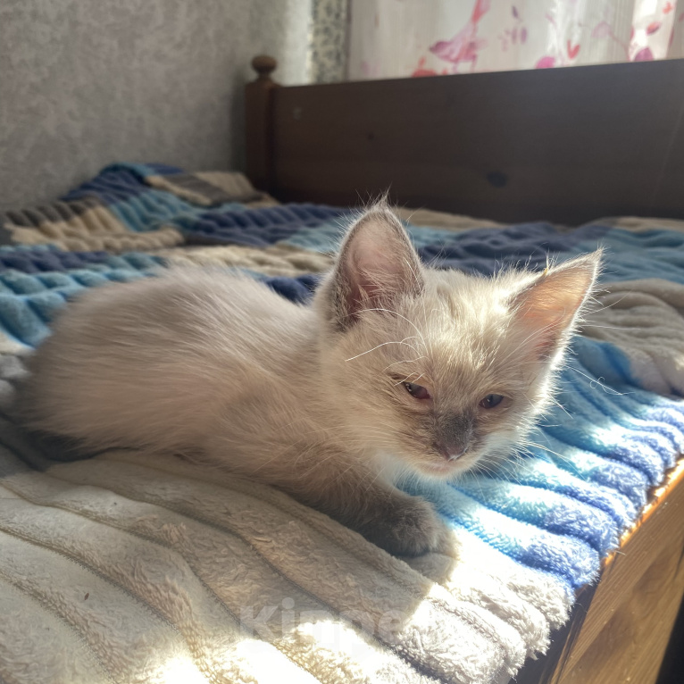 Кошки в Уфе: котята в добрые руки Разнополые, Бесплатно - фото 3