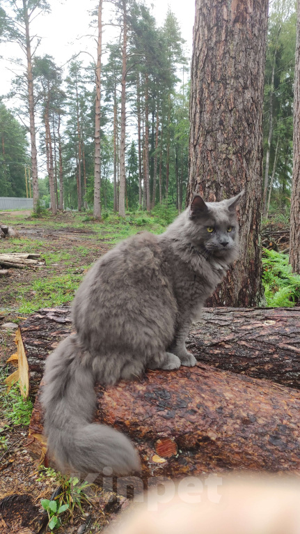 Кошки в других городах Ленинградской области: Пропал любимый кот Мальчик, 100 000 руб. - фото 2