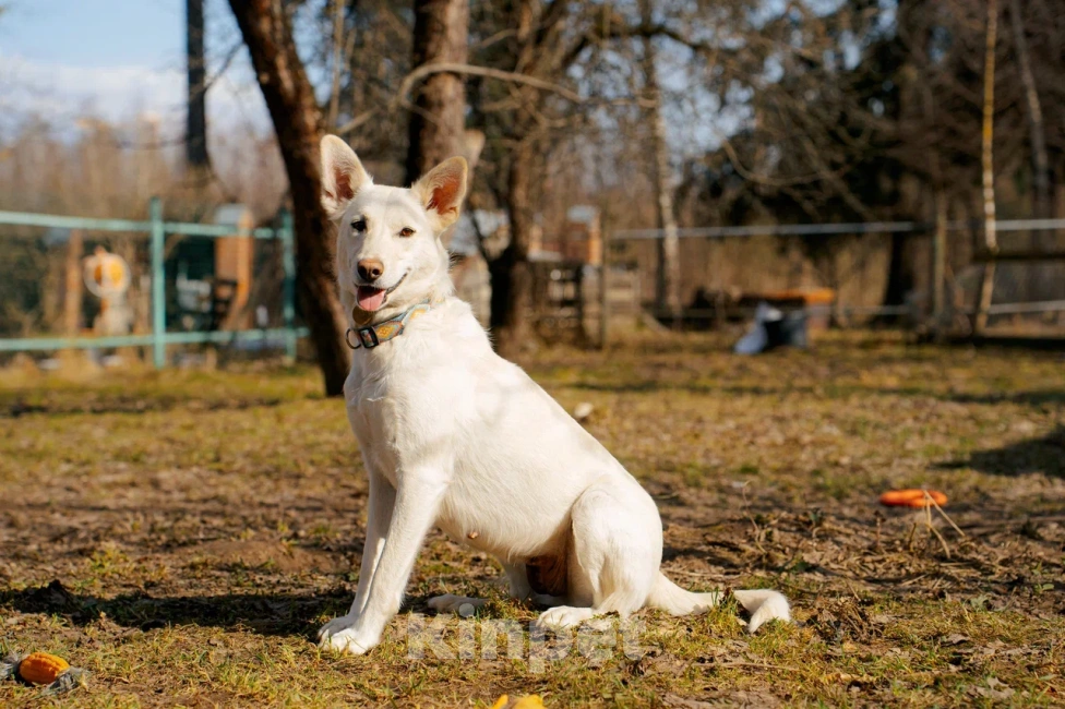 Собаки в Красногорске: Молоденькая Белочка 1,5 года ищет дом Девочка, Бесплатно - фото 3