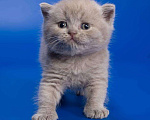 Кошки в Колпашево: Котята к Новому Году, 6 000 руб. - фото 7