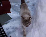 Кошки в Азове: прибилась сиамская кошка, бывшедомашняя, 1 руб. - фото 2
