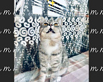 Кошки в Ленинске: Котята, 3 000 руб. - фото 1