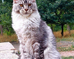 Кошки в Белгороде: Котята мейн-кун Девочка, 60 000 руб. - фото 2