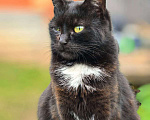 Кошки в Казани: Кошка в добрые руки Девочка, Бесплатно - фото 2