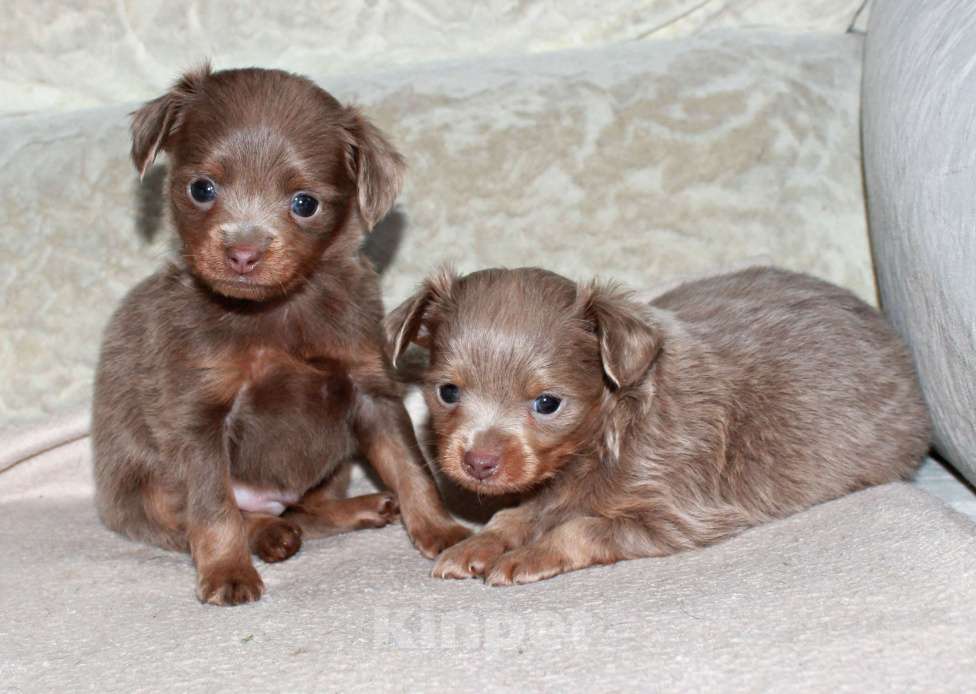 Собаки в Волгограде: Мальчики лиловые длинношерстные Мальчик, 25 000 руб. - фото 4