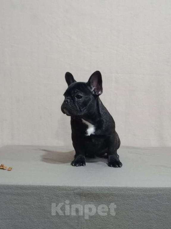 Собаки в Воронеже: Французский бульдог щенок Разнополые, Бесплатно - фото 3