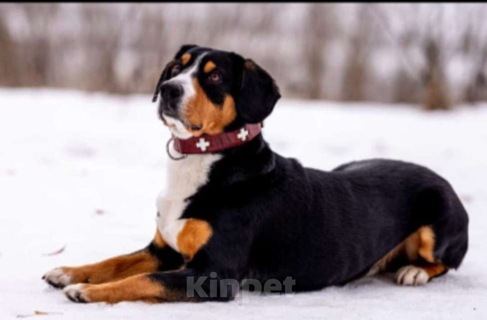Собаки в Москве: Щенок Энтлебухер Зенненхунд  Девочка, 70 000 руб. - фото 2