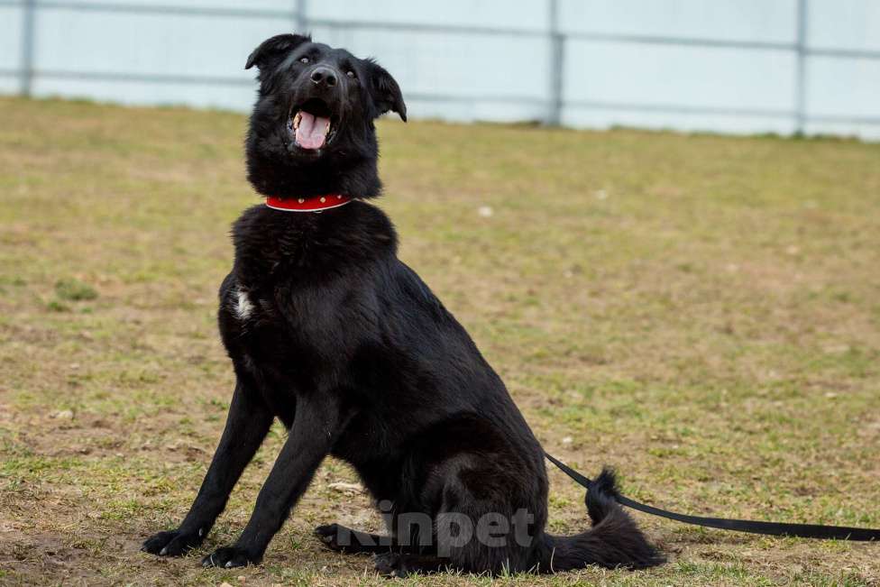 Собаки в Москве: Вальтер Мальчик, Бесплатно - фото 13