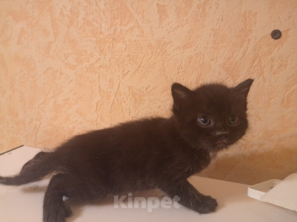 Кошки в Нижнем Тагиле: 🐱 Котята от Британской кошки 🐱 Мальчик, Бесплатно - фото 4