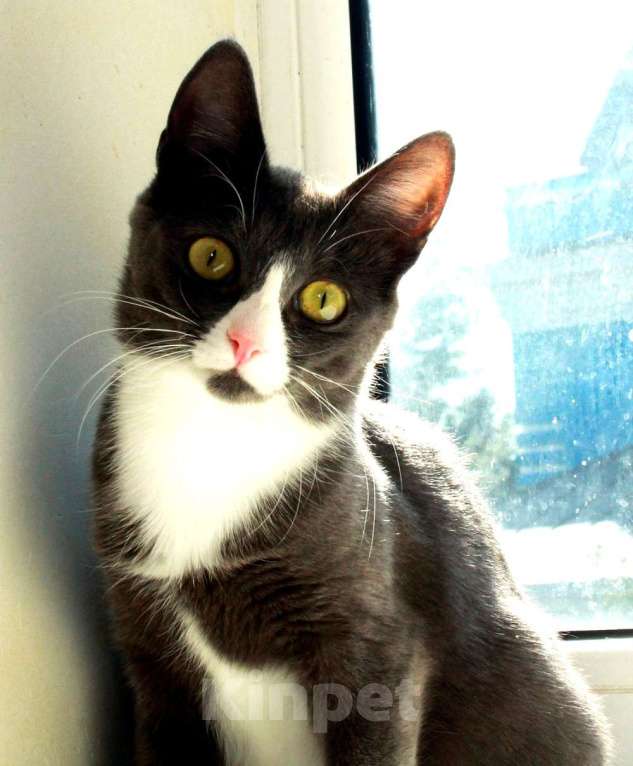 Кошки в Калуге: Тильда, кошка оптимистка в добрые руки. Девочка, Бесплатно - фото 5