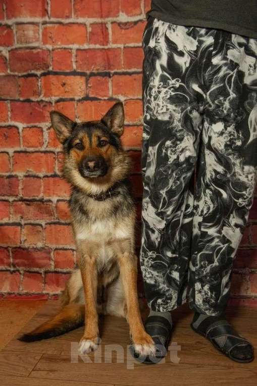 Собаки в Ногинске: Дейзи — дипломат с хвостом! Девочка, Бесплатно - фото 6