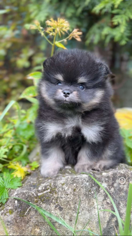 Собаки в Москве: Девочка черно подпалая Девочка, 60 000 руб. - фото 3