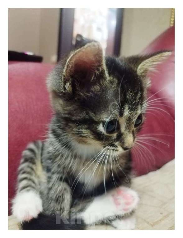 Кошки в Казани: Отдам в добрые руки  Девочка, 1 руб. - фото 3