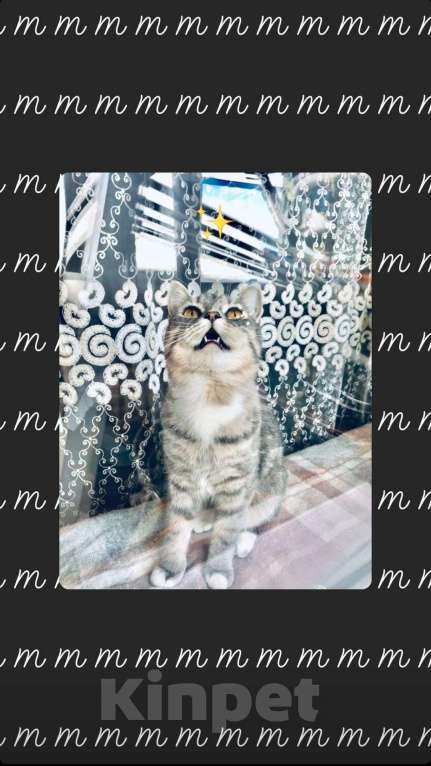 Кошки в Ленинске: Котята, 3 000 руб. - фото 1