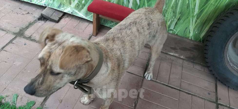 Собаки в Раменском: Нашёлся пёс, Раменское Мальчик, Бесплатно - фото 2