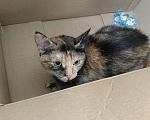 Кошки в Самаре: 07.03.24 найдена кошка на ул. Артёмовская 14 Девочка, Бесплатно - фото 4