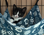 Кошки в Сосновом Бору: Котенок Мальчик, Бесплатно - фото 8