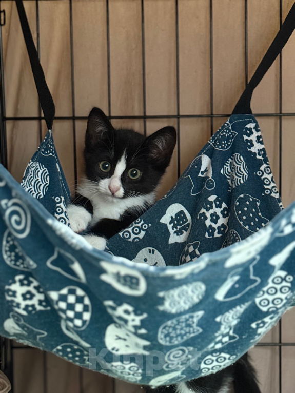 Кошки в Сосновом Бору: Котенок Мальчик, Бесплатно - фото 8