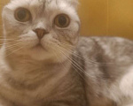 Кошки в Омске: Отдам красивую кошечку Девочка, Бесплатно - фото 2