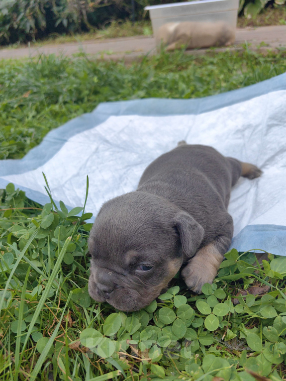 Собаки в Александрове: Малышка американский булли Девочка, 80 000 руб. - фото 5