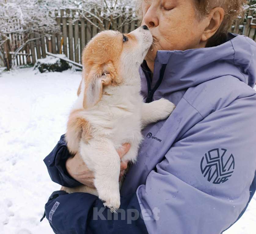Собаки в других городах Ленинградской области: Продаются щенки вельш корги пемброк Мальчик, 70 000 руб. - фото 6