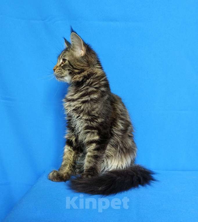 Кошки в Москве: Котёнок Мейн-Кун Девочка Девочка, 45 000 руб. - фото 6