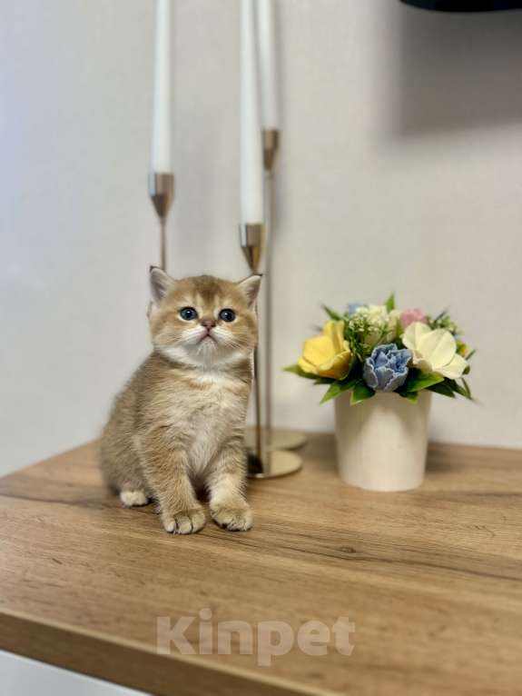Кошки в Челябинске: Котята Шотландская золотая шиншилла с документами Разнополые, 50 000 руб. - фото 7