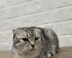 Кошки в других городах Московской области: Шотландская вислоухая кошка Симка Девочка, Бесплатно - фото 1