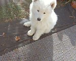 Собаки в Оренбурге: Мальчик самоед Мальчик, 20 000 руб. - фото 3