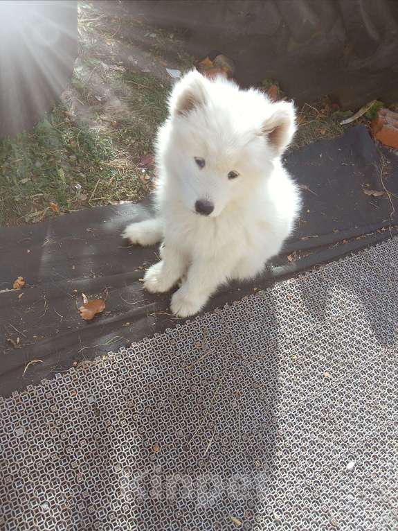 Собаки в Оренбурге: Мальчик самоед Мальчик, 20 000 руб. - фото 3