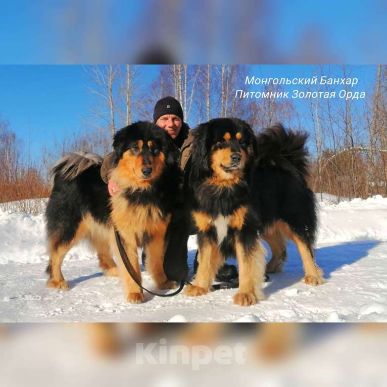 Собаки в Санкт-Петербурге: Щенки Банхара  Девочка, 75 000 руб. - фото 2