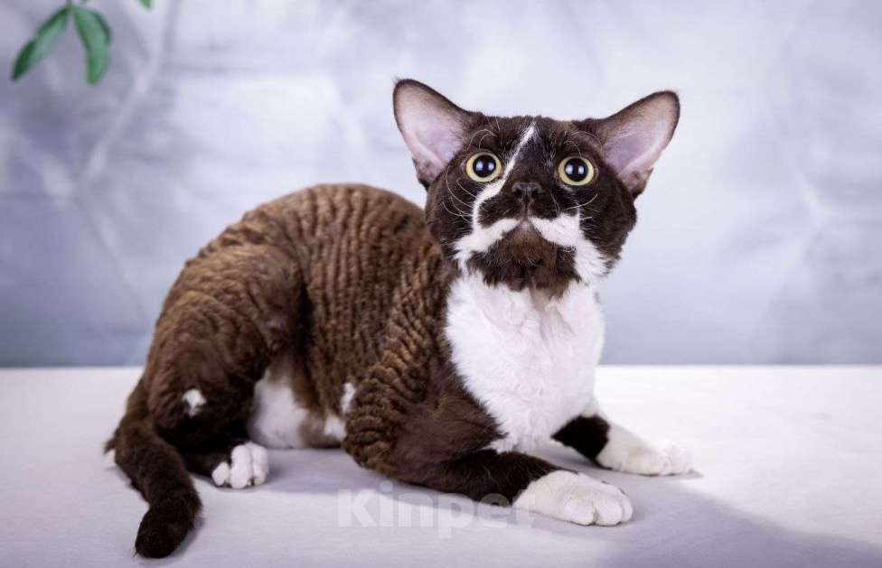 Кошки в Москве: Кот DRX титулованный (Маркус) Мальчик, 20 000 руб. - фото 1