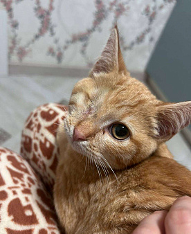 Рыжий особенный котенок ищет любящую семью