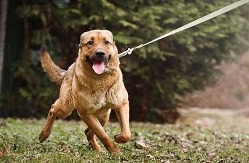 Очень умный пес в добрые руки