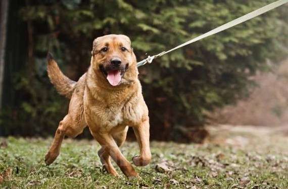 Собаки в Москве: Очень умный пес в добрые руки Мальчик, Бесплатно - фото 1