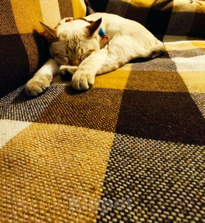 Кошки в Москве: Тайсон (домашний кот) Мальчик, 18 000 руб. - фото 6