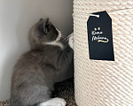 Кошки в Калининграде: Мультяшной внешности котик  Том😺 Мальчик, Бесплатно - фото 7