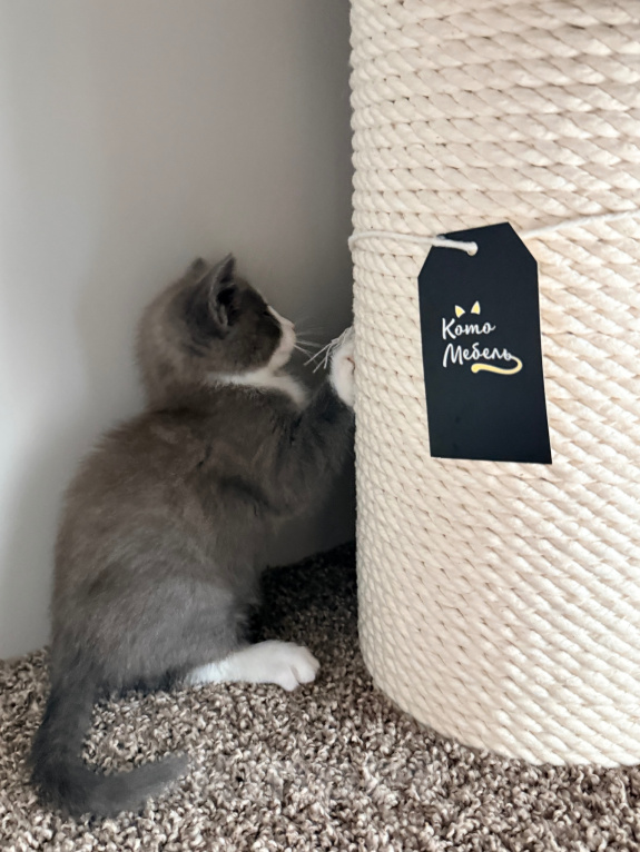 Кошки в Калининграде: Мультяшной внешности котик  Том😺 Мальчик, Бесплатно - фото 7