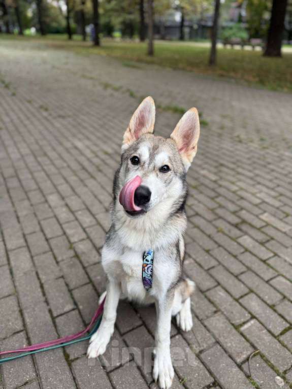 Собаки в Москве: Мультяшный Вольт в поиске дома! Мальчик, Бесплатно - фото 8