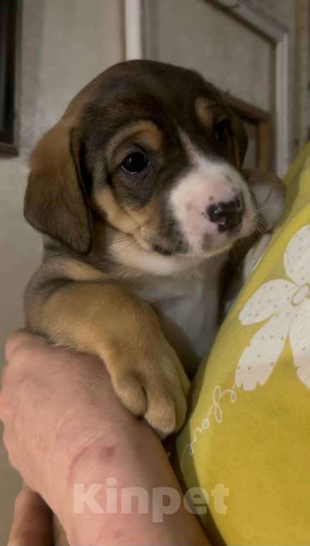 Собаки в Москве: Нежная Булочка ищет дом Девочка, Бесплатно - фото 2