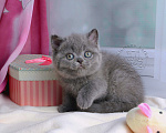 Кошки в Мурином: Британский котик голубого окраса (ген.тиккирован) Мальчик, 35 000 руб. - фото 3
