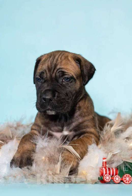 Собаки в Москве: Бронь Девочка, 50 000 руб. - фото 1