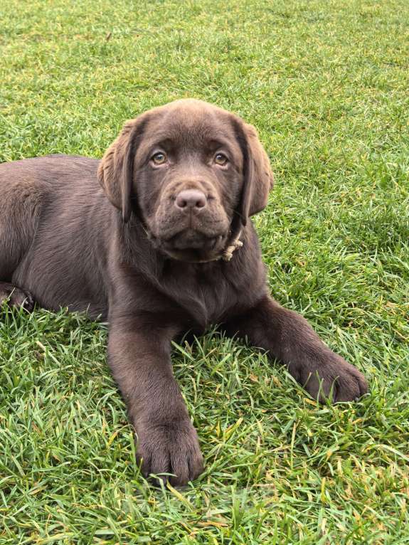 Собаки в других городах Московской области: Девочка белая лента Девочка, 80 000 руб. - фото 1